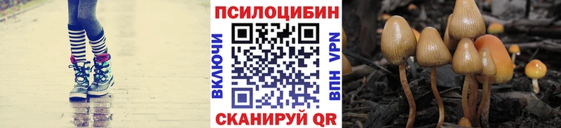 Псилоцибиновые грибы мицелий  где найти наркотики  нарко площадка наркотические препараты  Кондрово 